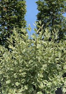 Cornus Alba Elegantissima, also known as the Red-Twig Dogwood, is a deciduous shrub with variegated green and white leaves and vibrant red stems, offering striking color and texture year-round.