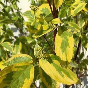 Cornus Alba Gouchaultii, or the Gouchaultii Dogwood, is a deciduous shrub with striking yellow and green variegated leaves and vibrant red stems, adding color and structure to gardens throughout the year.