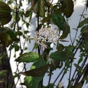 Cornus Alba Kesselringii, also known as the Kesselringii White Dogwood, is a deciduous shrub with deep purple-black stems and green leaves, providing striking contrast and seasonal interest in gardens.