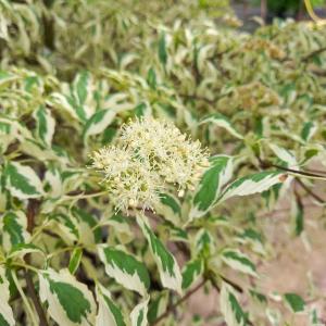 Cornus alternifolia Argentea variegated dogwood with white-edged leaves