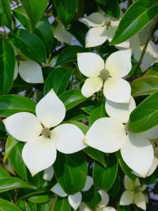 Cornus angustata Empress of China Dogwood evergreen tree with white flowers