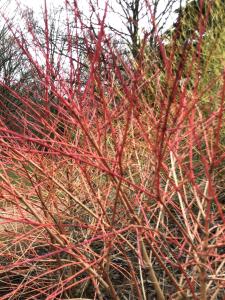 Cornus Sanguinea Annys Winter Orange Dogwood