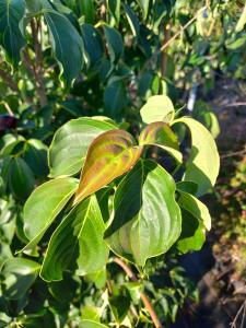 Cornus Kousa Big Apple is a striking deciduous tree with large, creamy-white flower bracts in late spring, followed by prominent, apple-sized red fruits and vibrant autumn foliage.