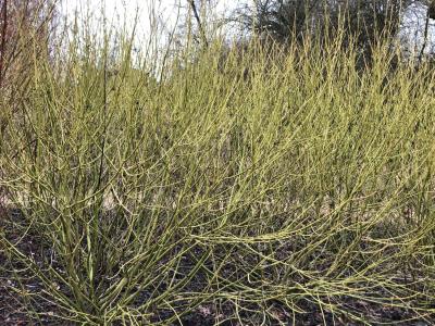 Cornus Flaviramea Dogwood in the Winter Landscape