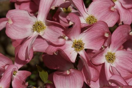 Cornus Florida Cherokee Chief Dogwood Tree good size specimens for sale online UK delivery.