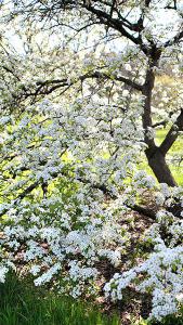 Cornus Florida Cloud Nine - a perfect ornamental tree for smaller gardens for sale at our tree nursery in London UK.