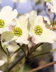 Tiny yellow flowers and white bracts of Cornus Florida Daybreak, Flowering Dogwood 