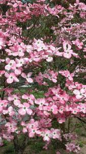 Cornus Florida F Rubra trees for sale online at our London garden centre, UK