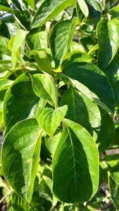 Cornus Florida Pluribracteata Flowering Dogwood Plena