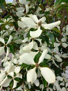 Cornus Hongkongensis, or Hong Kong Dogwood, is a beautiful tree with glossy, dark green leaves and large clusters of white flowers, followed by vibrant red fruits, making it a standout in gardens.