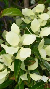 Cornus Hongkongensis Hong Kong Dogwood Ornamental Tree