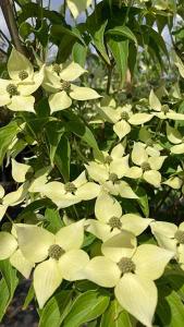 Cornus Kousa Big Apple Dogwood