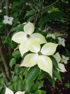 Cornus kousa deciduous tree with white bracts