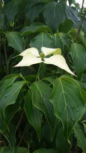 Cornus Kousa Milky Way, Chinese Dogwood Tree for sale at our London plant centre, buy online UK delivery