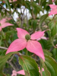 Cornus kousa Mount Fuji pink blushed flowers known as bracts which appear in the summer