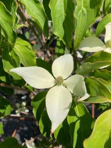 Cornus kousa Roberts Selectie Chinese Dogwood with white flowers