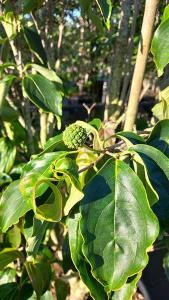 Cornus Kousa Wietings Select Chinese Dogwood Wietings Select