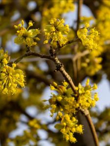 Cornus mas Cornelian Cherry tree with bright yellow flowers in early spring