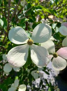 Cornus Norman Hadden, flowering dogwood tree in late Spring