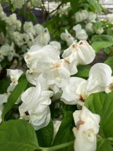 Cornus Florida Pluribracteata is a flowering dogwood with extra-large bracts, creating a striking appearance in spring with its beautiful white blossoms and attractive, glossy leaves.