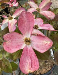 Cornus Florida Red Giant, or Flowering Dogwood, is a stunning tree with large, deep red bracts and white flowers, creating a dramatic display in spring followed by vibrant red fall foliage.