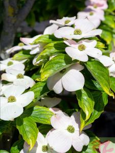 Cornus rutgersensis Stellar Pink hybrid dogwood with soft pink bracts