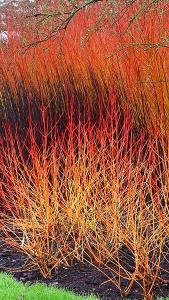 Cornus Sanguinea Magic Flame Dogwood Magic Flame Buy Online