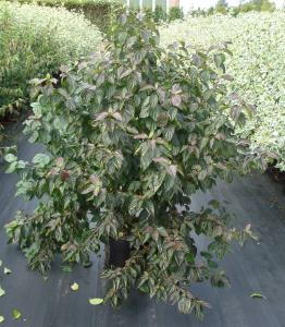 Cornus sanguinea or Common Dogwood