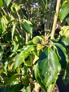 Cornus Kousa Wietings Select is an elegant deciduous tree featuring creamy-white flower bracts in late spring, followed by bright red fruits and rich autumn foliage, perfect for year-round interest.