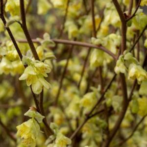 corylopsis-pauciflora-deciduous-shrub-yellow-flowers