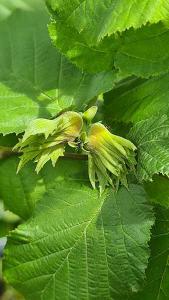 Corylus Hallesche Riesen, large hazelnut variety, buy Hazelnut trees online with UK delivery