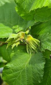 Corylus Avellana Hallesche Riesen, or the Hallesche Riesen Hazel, is a hardy, deciduous tree known for its large, sweet-tasting hazelnuts, as well as its attractive, rounded foliage.