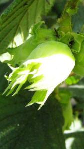 Corylus Avellana Lange Spaanse or Hazelnut Long Spanish 