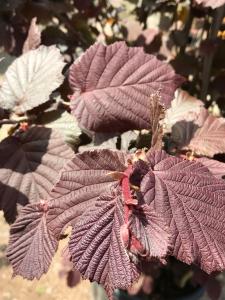 Corylus avellana Rode Zellernoot Hazel with red hazelnuts