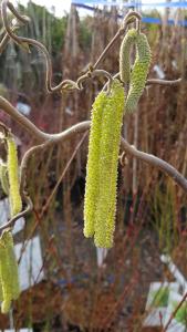 Corylus Avellana Contorta, commonly known as the Contorted Hazel or Harry Lauder