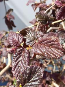 Corylus Avellana Red Majestic, or Red Majestic Hazel, is a striking deciduous shrub with deep red, twisted branches and vibrant, dark green foliage, adding visual interest and texture throughout the year.