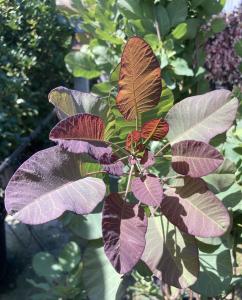 Cotinus Coggygria Old Fashioned Smoke Bush is a deciduous shrub with unique, fluffy flower clusters that resemble smoke, complemented by vibrant purple foliage in summer and striking autumn color changes.