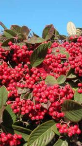 Cotoneaster Lacteus or Late Cotoneaster