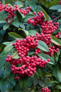 Cotoneaster Lacteus or Late Cotoneaster, evergreen shrub with red berries, buy online UK delivery