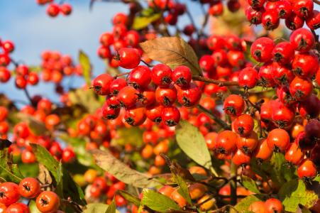 Crataegus Crus-Galli or Cockspur Hawthorn Tree