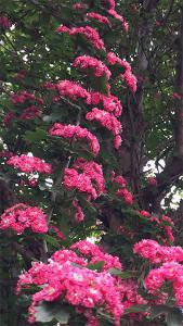 Crataegus Pauls Scarlet Pleached Hawthorn, bright pink flowers for a spectacular display on these pleached Hawthorn trees, buy UK