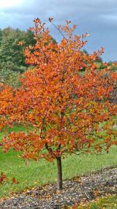 Crataegus Persimilis Prunifolia Splendens Hawthorn, a showy hawthorn cultivar showing its abundance of red berries