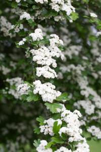 Crataegus Laevigata Plena Hawthorn, a very showy hybrid covered with double white flowers in May. For sale as mature full standard trees on 2 Metre clear stems, buy UK