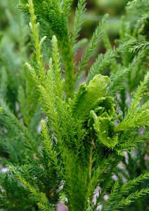 Foliage detail of Cryptomeria Japonica Sekkan Sugi Japanese Cedar, buy these trees online UK