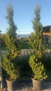 Italian Cypress Agrimed Cupressus Sempervirens Topiary Spiral, a hardy variety of Italian Cypress clipped over time to form a topiary spiral.  