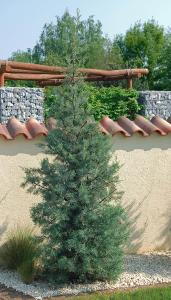 Cupressus Arizonica Fastigiata upright conifer, Blue Arizona Cypress buy UK