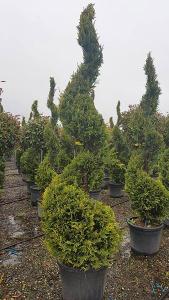 Leyland Cypress Castlewellan Gold Spirals - Castlewellan Gold Topiary