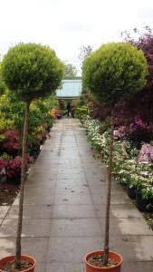 Cupressus Goldcrest Topiary Lollipop Trees