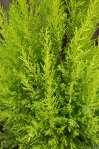 Cupressus Macrocarpa Goldcrest or Monterey Cypress Goldcrest can be used for hedging or screening