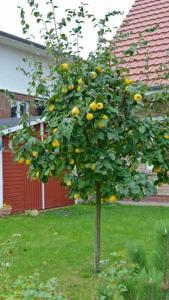 Cydonia Oblonga Cydora Robusta fruiting quince trees in fruit